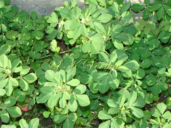  Plant with flowers